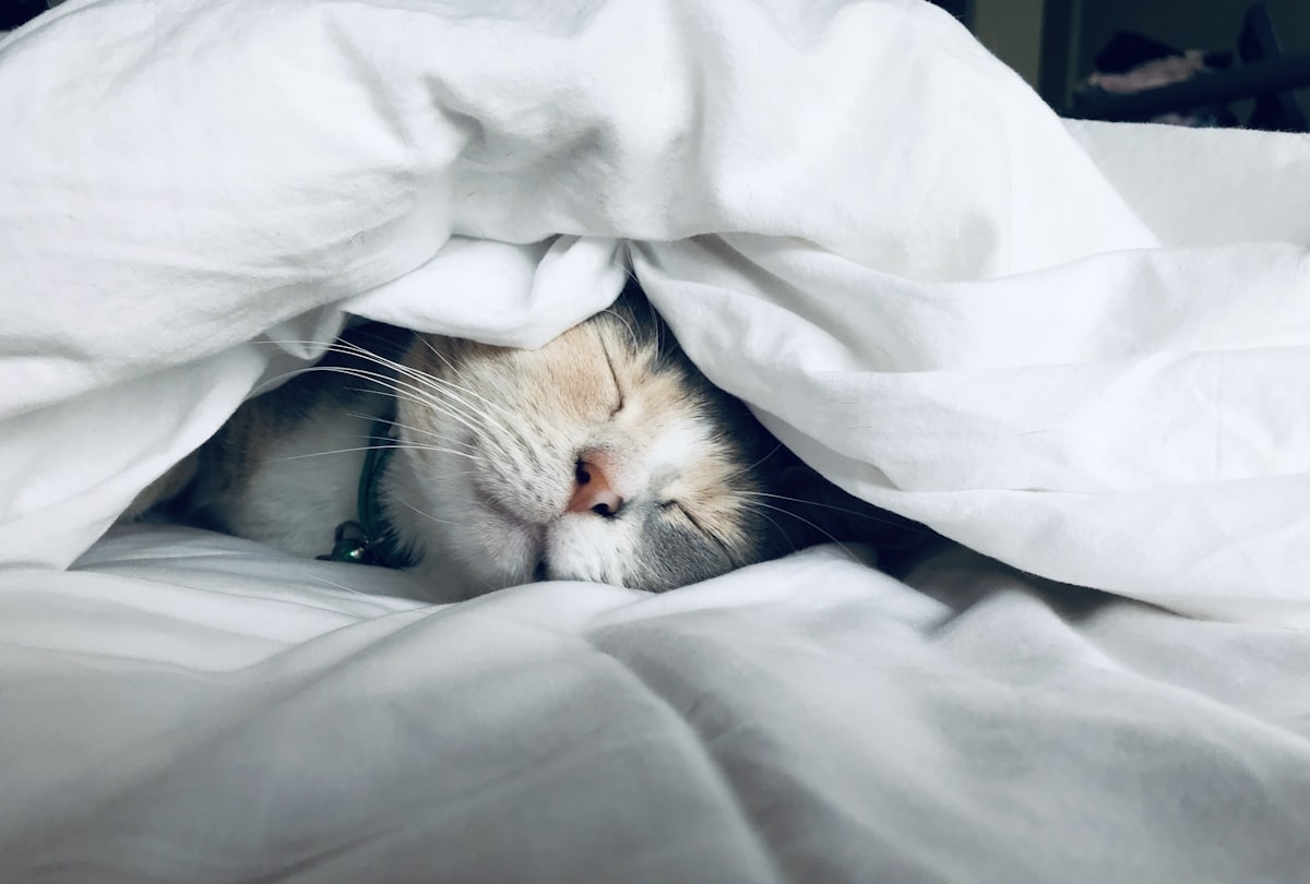 ADHD sleep routine: why sleep is harder and what actually helps