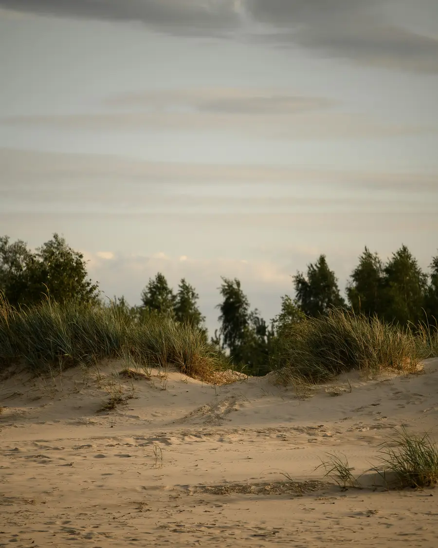 Sandy dunes and summer coast